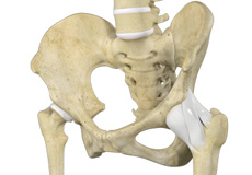 Hip Ligament Injuries